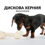 Дискова херния при кучетата: Разговаряме с д-р Симеон Пачев-младши