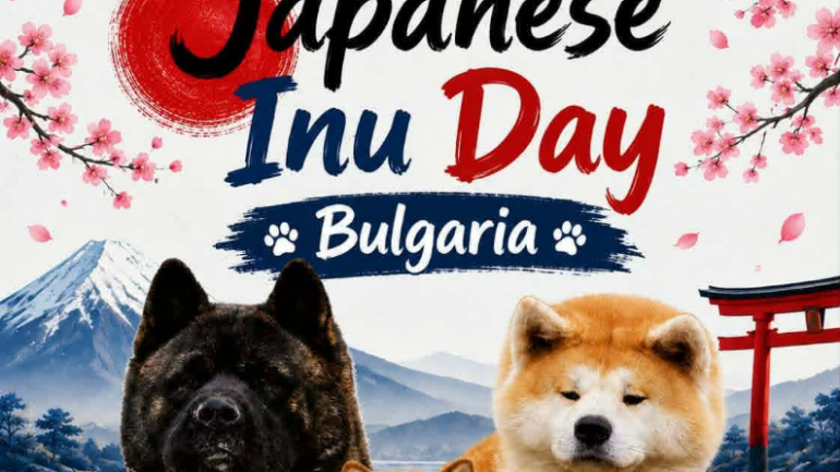 Japanese Akita inu
