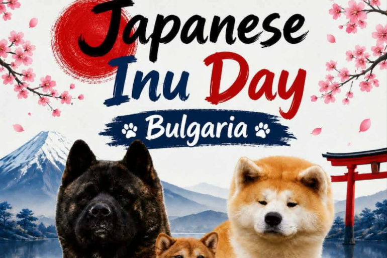Japanese Akita inu