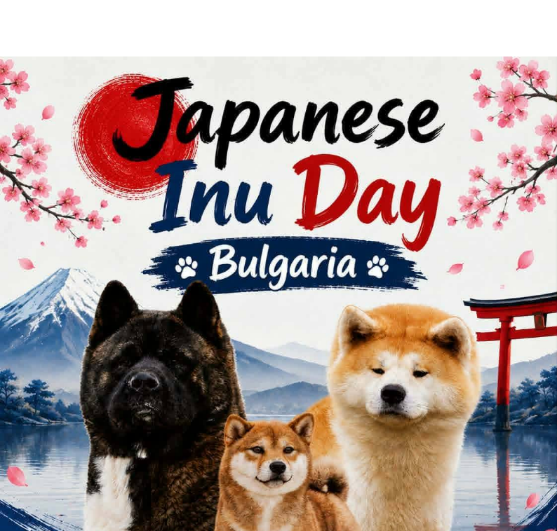 Japanese Akita inu